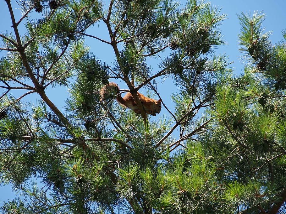 squirrel, nature, animal, hazel, crunch, mammal, plant, tree, HD wallpaper