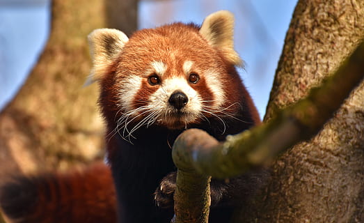 photo of red panda on branch, bear cat, fire fox, ailurus fulgens HD wallpaper