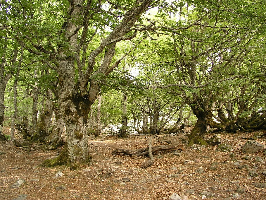 lugo, trees, sad, plant, tranquility, land, beauty in nature HD wallpaper