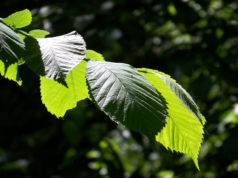 leaf, forest, nature, sprig, plant part, green color, growth HD wallpaper