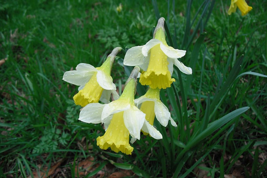 daffodils, spring, flowers, flowering plant, growth, beauty in nature HD wallpaper