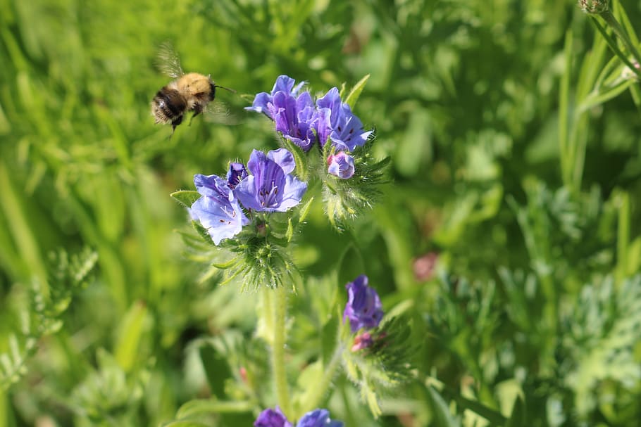 bee, flower, petal, pollination, flowering plant, insect, invertebrate HD wallpaper