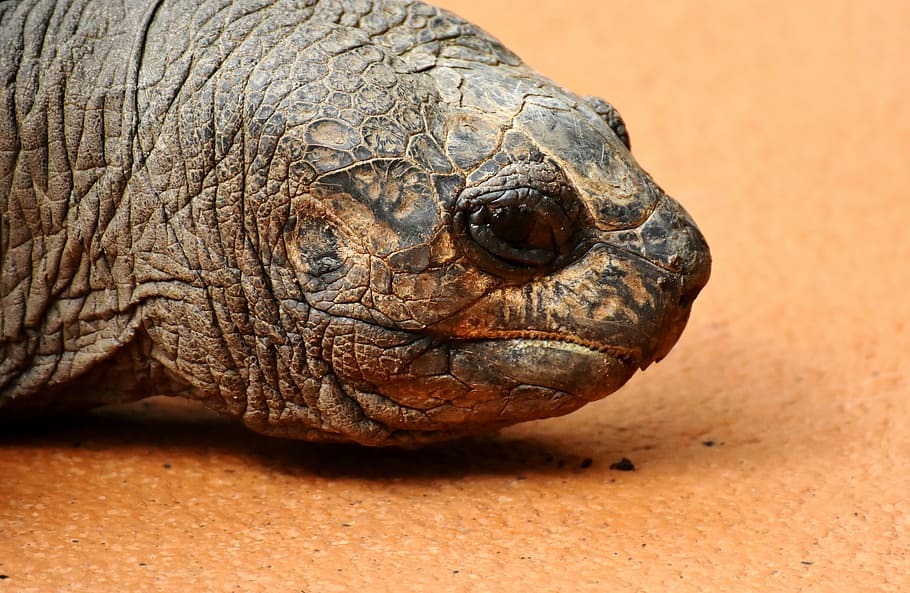 black turtle on brown surface, giant tortoise, animal, panzer, HD wallpaper