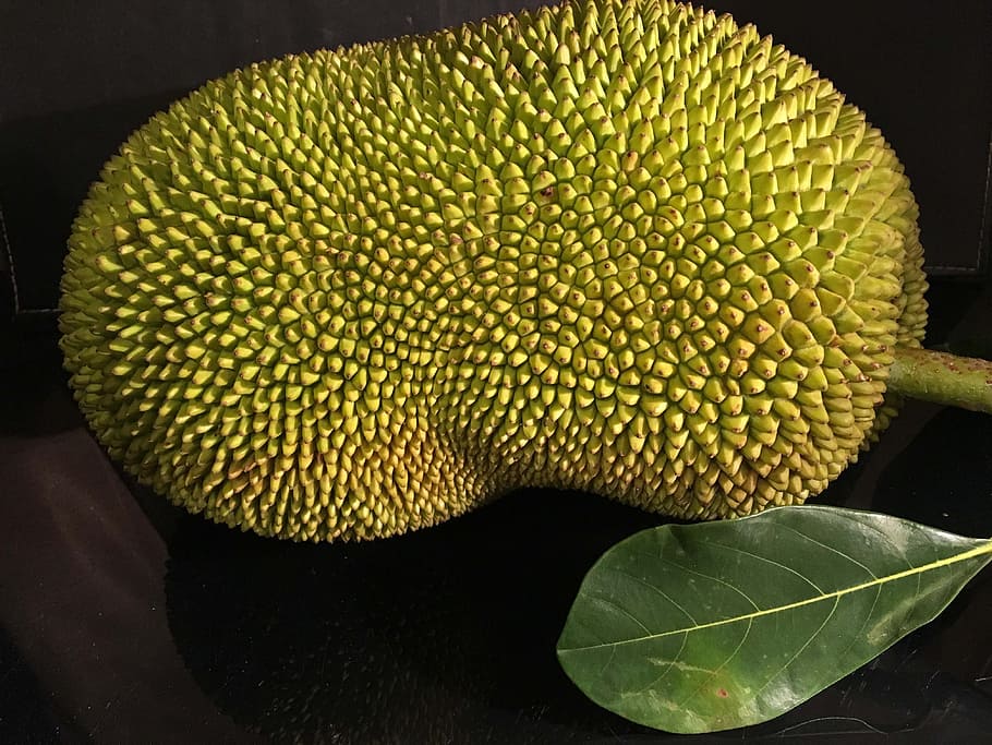 jackfruit, tropical, plant, healthy eating, green color, freshness, HD wallpaper