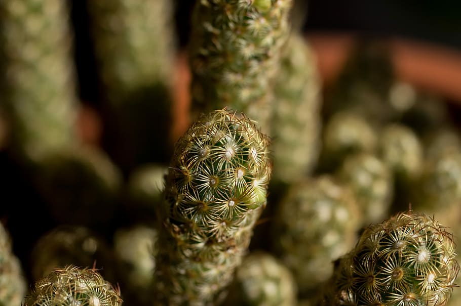 Cactus, Plant, Macro, Flower, green, thorn, drought, cactuses HD wallpaper