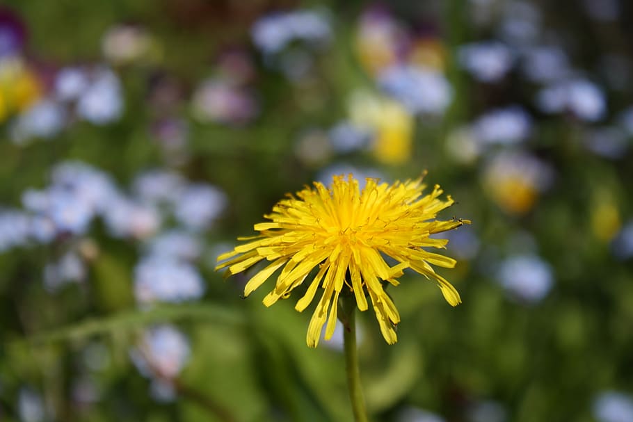 flower, field, when, closeup, nature, summer, plant, meadow HD wallpaper