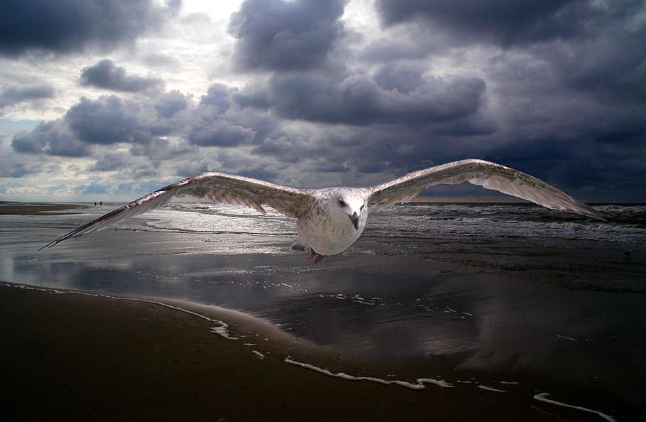 bird flying over seashore, janvangent, beach, peaceful, dark clouds HD wallpaper