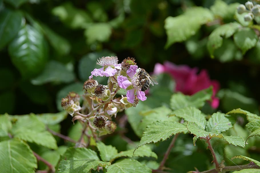 flower, bee, foraging, pollinator, insects, forage, garden HD wallpaper
