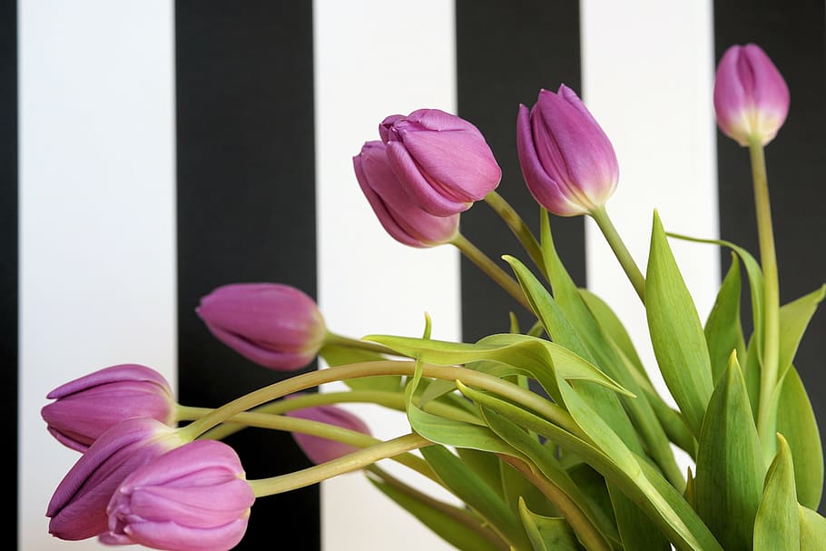 shallow focus photography of purple tulips, flowers, nature HD wallpaper