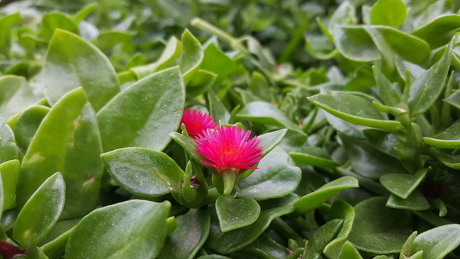 nature, leaf, plant, approach, flower, healthy, herbal, garden HD wallpaper