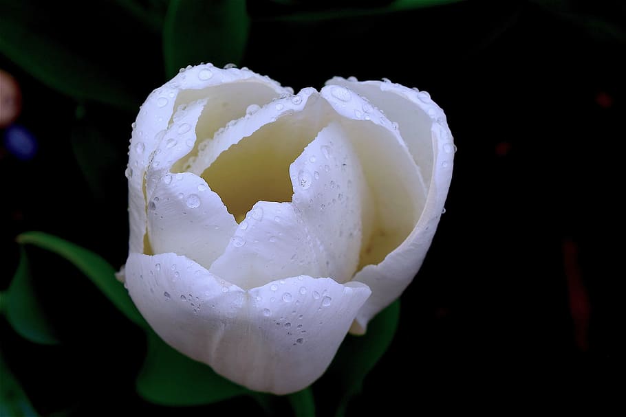 tulip, white, spring, blooming, dew, moisture, droplets, nature HD wallpaper