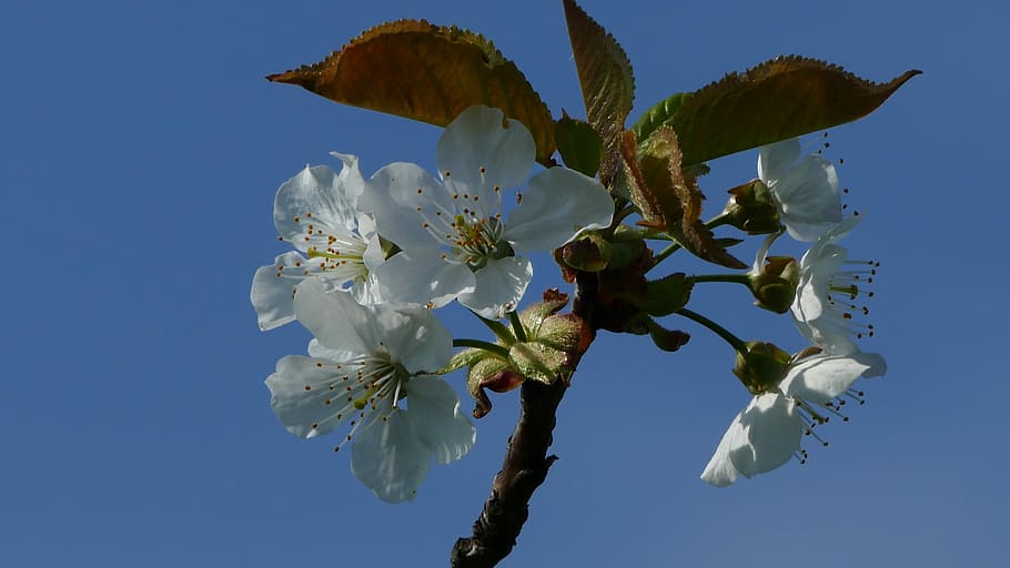 nature, spring, tree, apple, blossom, bloom, branch, flower HD wallpaper