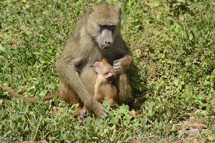 africa, forest, wildlife, primate, animal wildlife, mammal HD wallpaper