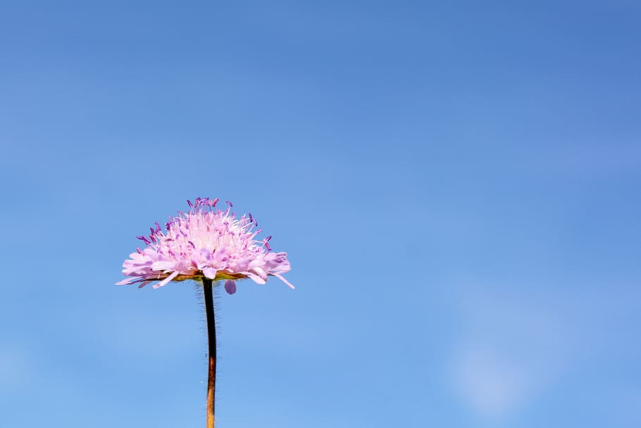 scabious reported, shrub, blossom, bloom, flower, nature, plant HD wallpaper