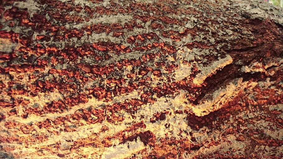 bark, tree, pattern, wood, texture, abstract, wallpaper, surface HD wallpaper