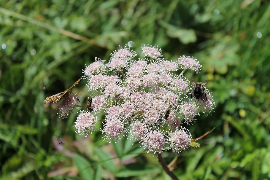 flowers, insects, nature, pollination, flowering plant, growth HD wallpaper