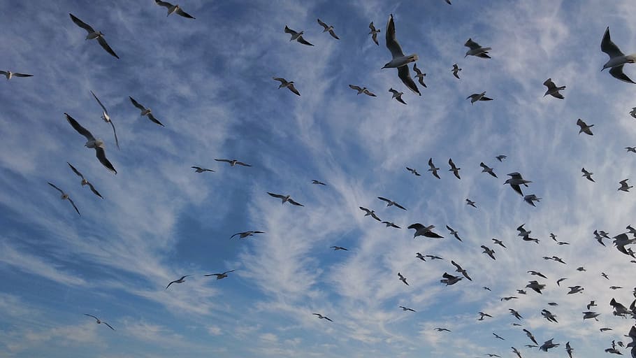 seagulls, clouds, sky, bird, nature, animal, flying, wildlife HD wallpaper