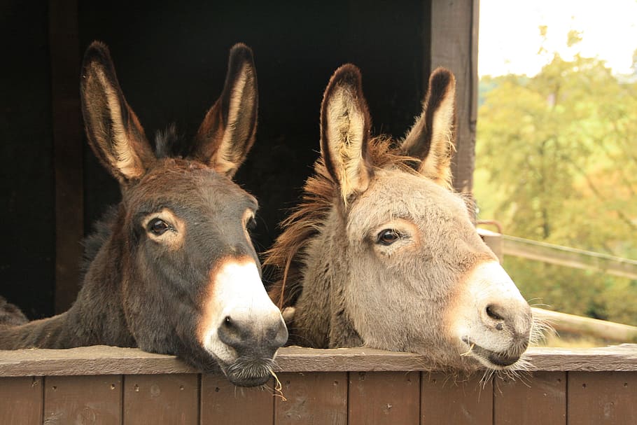 black and gray donkeys, animals, duo, two, torque, nature, mammals, HD wallpaper