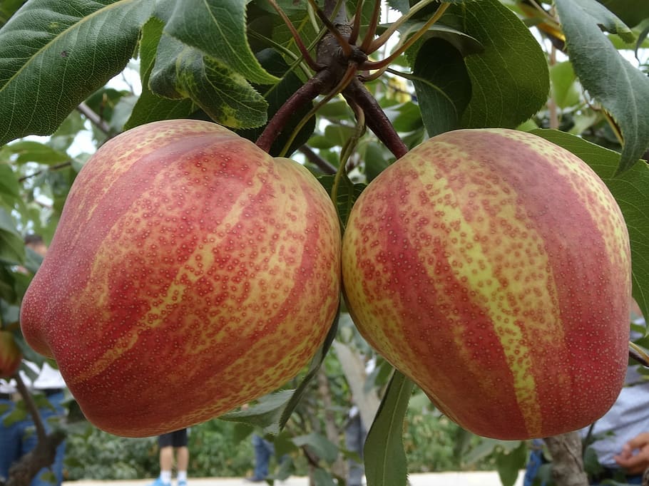 pear, fruit, red, food, agriculture, freshness, ripe, nature HD wallpaper
