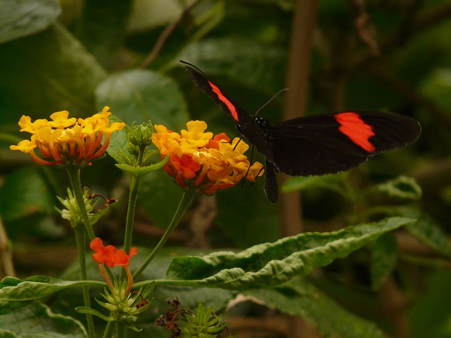 Butterfly, Small Postbote, heliconius erato, black, red, heliconiini tribe, HD wallpaper