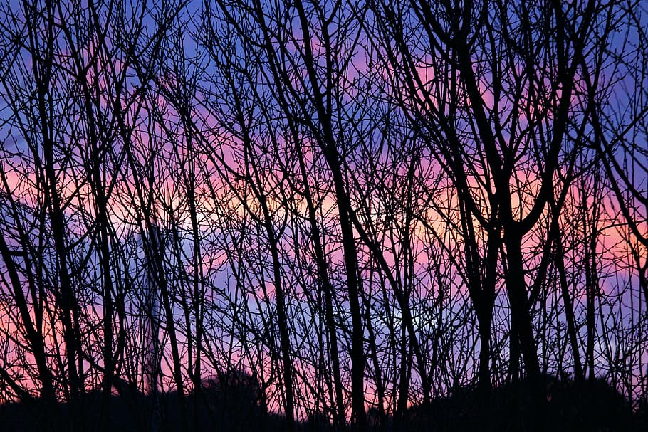 sunset, winter, ramos, pink sky, beauty, nature, foreas, silhouette HD wallpaper
