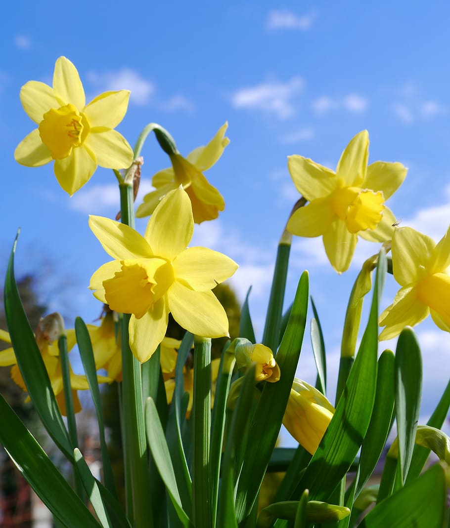macro shot of yellow flowers, daffodils, osterglocken, garden spring HD wallpaper