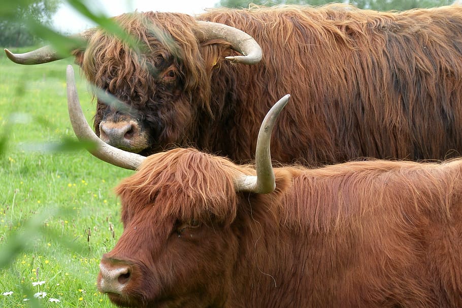 animals, oxen, nature, bovine species, pasture, highlander, HD wallpaper