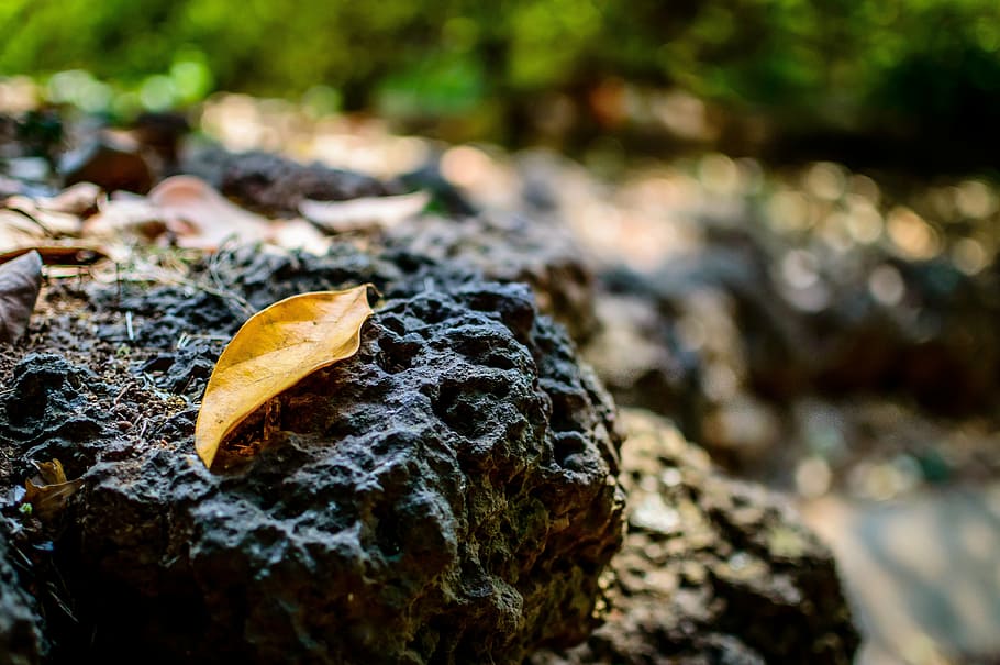 leaf, fall, autumn, rock, lava rock, old, nature, outside, alone HD wallpaper