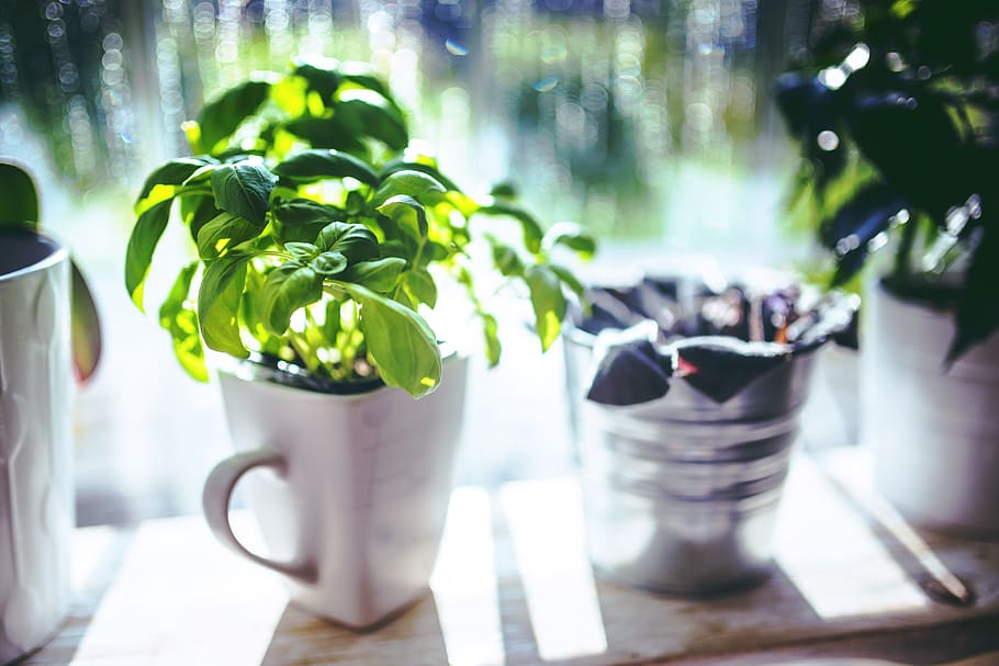 white ceramic mug and green leafed plant, basil, cup, herbs HD wallpaper