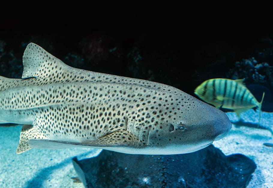 Hd Wallpaper Gray Tiger Shark Swimming With Yellow White And