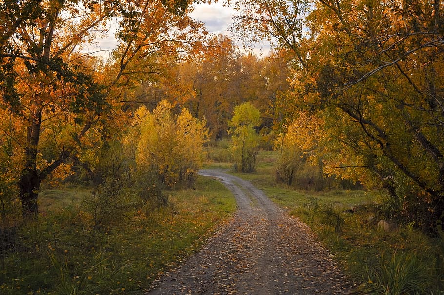 pathway between brown trees at daytime, autumn, road, forest HD wallpaper