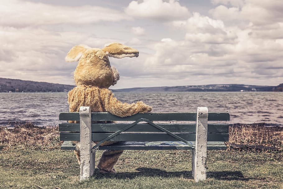 rabbit, costume, view, outdoors, nature, teddy bear, stuffed toy HD wallpaper