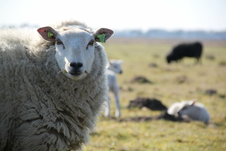 sheep, drenthe, lamb, herd, heide, countryside, nature, animal themes HD wallpaper
