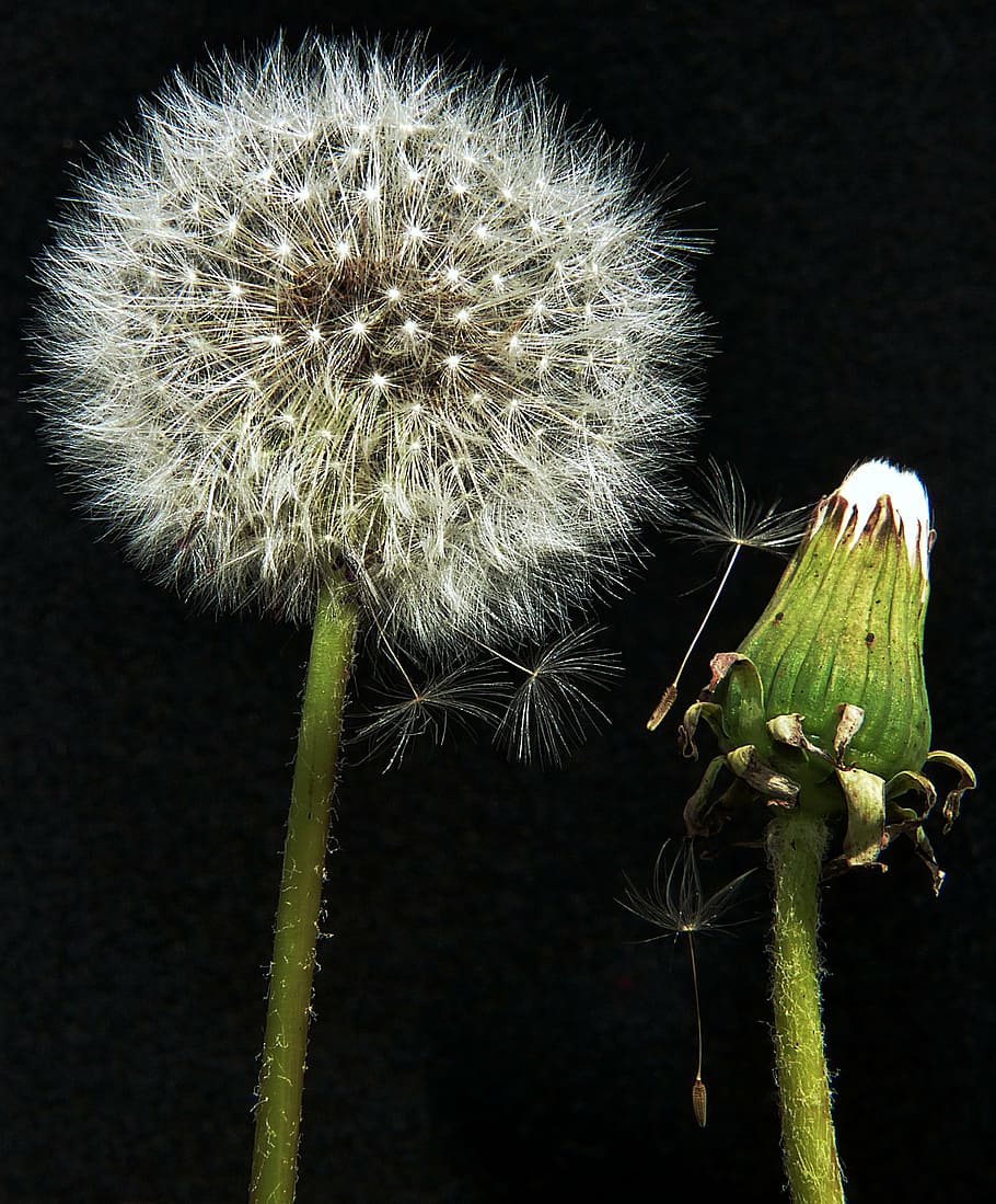 dandelion, macro, fragile, bloom, fragility, flower, vulnerability HD wallpaper