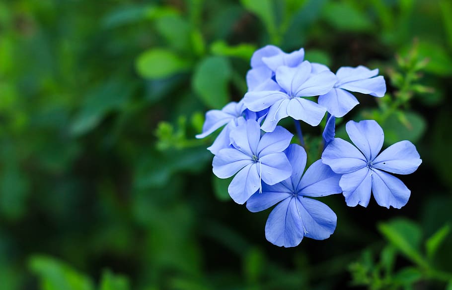 blue flower, nature, garden, bright, the dusky fog, plumbago guava, HD wallpaper