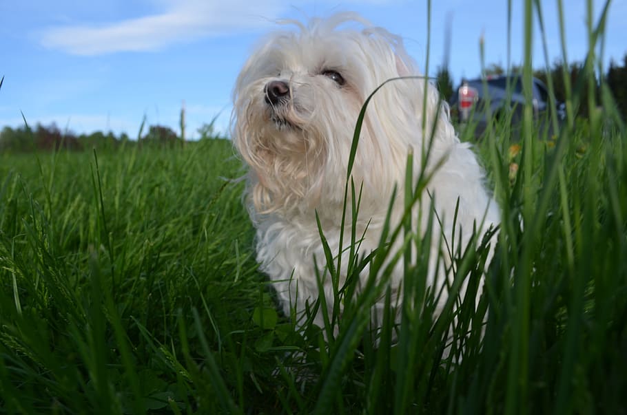 Maltese, Vermont, Grass, Tink, dog, one animal, pets, domestic animals, HD wallpaper