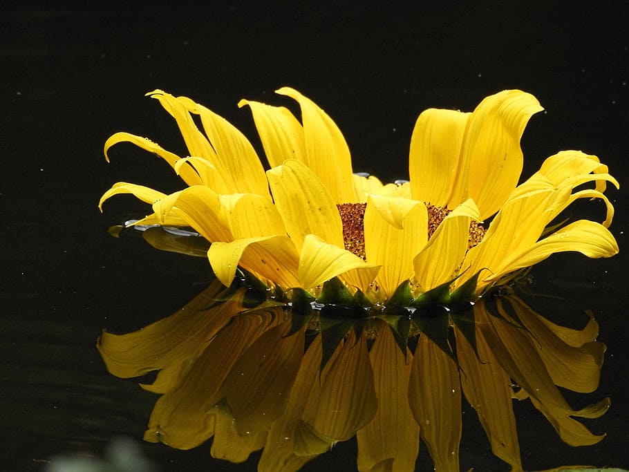 yellow, sunflower, reflection, summer, petal, sunflower oil HD wallpaper