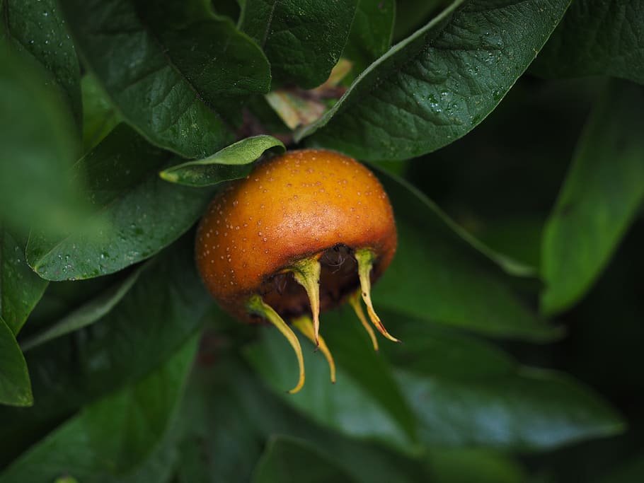 Medlar, Fruit, Mespilus Germanica, edible, real medlar, kernobstgewaechs, HD wallpaper