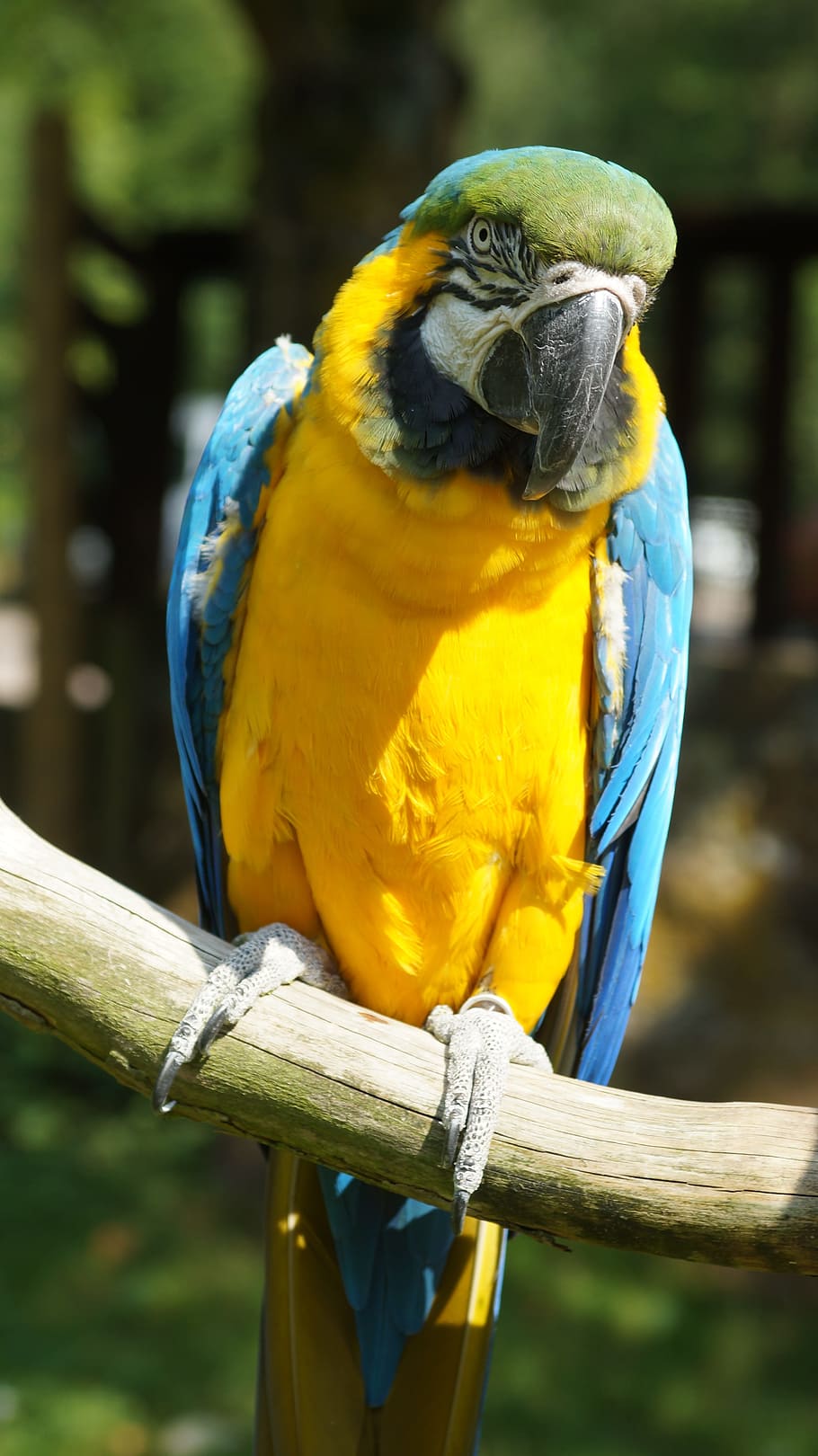 Ara, Parrot, Bird, Yellow, Breast, yellow breast, home guard, HD wallpaper