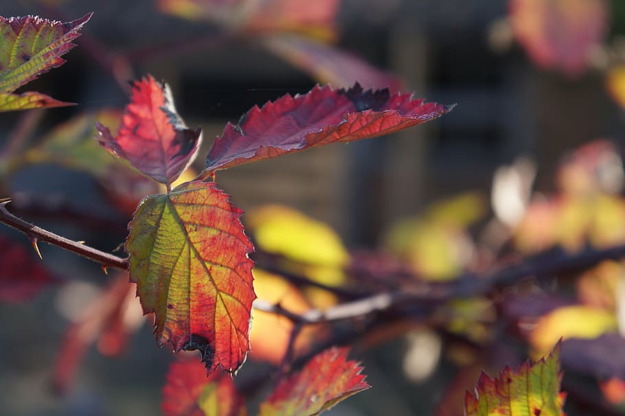 sunset, plants, red, nature, autumn, leaves, color, ecological HD wallpaper