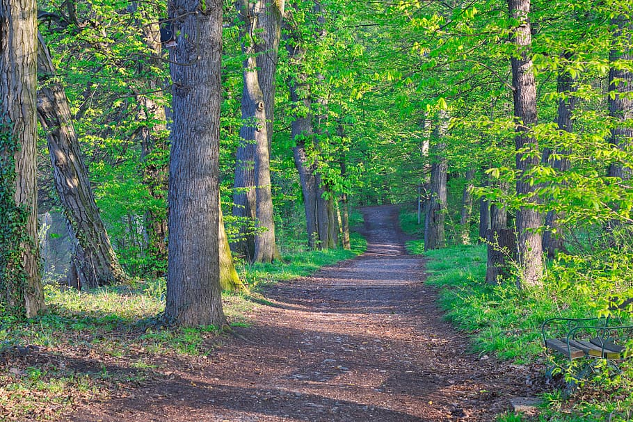 wood, tree, nature, leaf, landscape, path, forest, plant, beauty in nature HD wallpaper