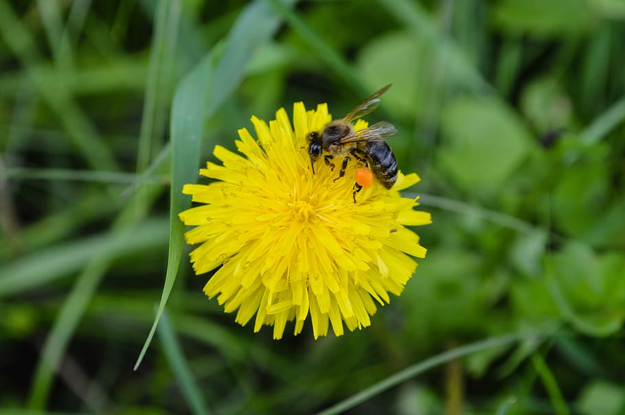 bee, macro, flower, insect, yellow, summer, nature, pollen HD wallpaper