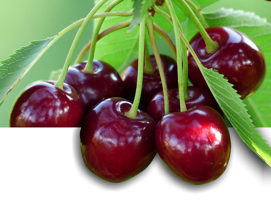 Sweet Cherry, Cherry, Red, Red, Fruit, healthy, leaves, branch HD wallpaper