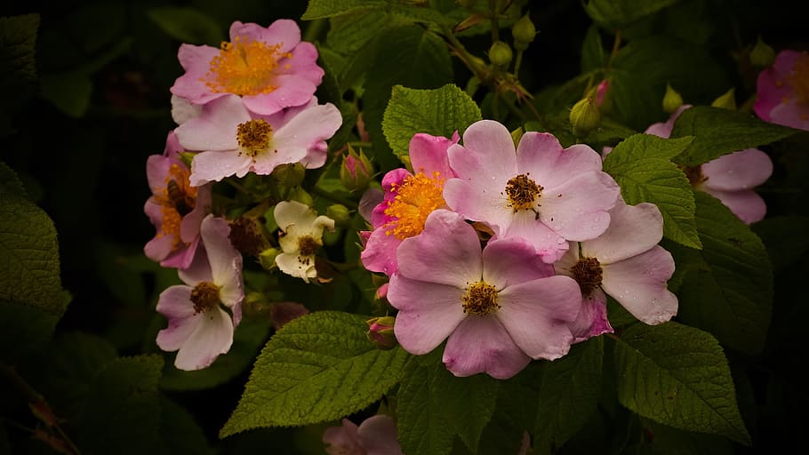 Wildflowers, Raindrops, Bee, petal, pink color, no people, flower head HD wallpaper