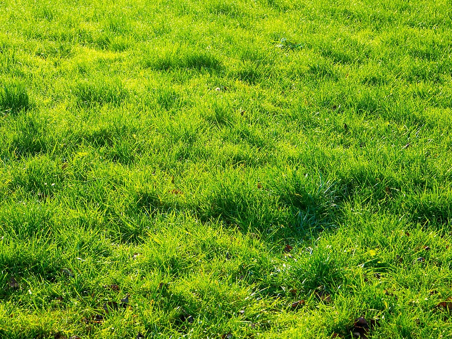 Botany, Field, Grass, Greenery, Halm, background, herb, lush HD wallpaper
