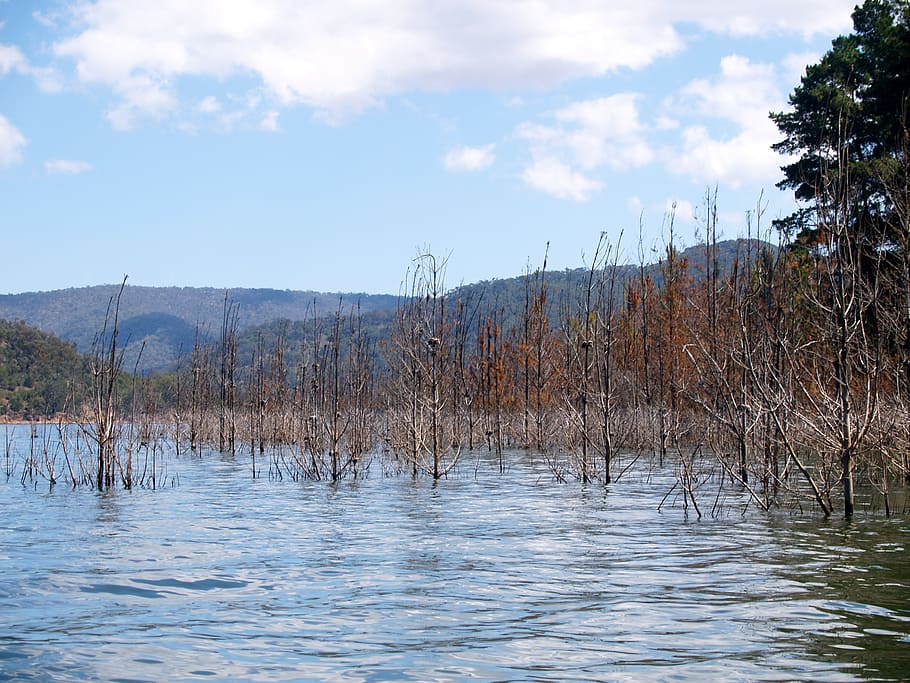 lake, eildon, flood, tree, environment, water, national park HD wallpaper