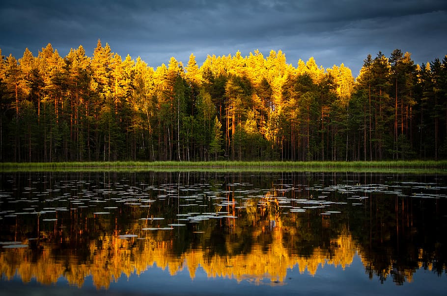 landscape photography yellow and green leafed trees, yellow trees reflection of water during daytime HD wallpaper