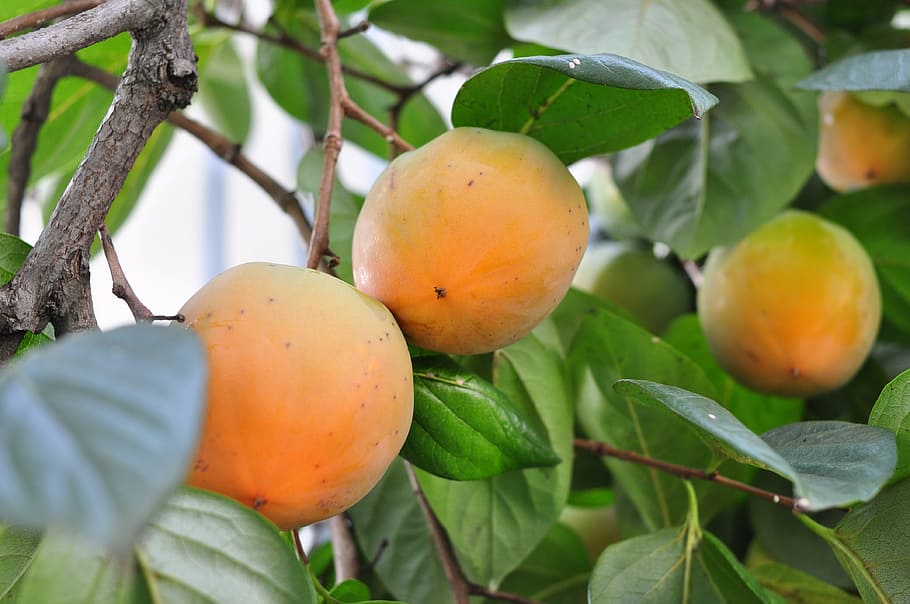 persimmon, fruit, plant, plants, greenness, the leaves, nature HD wallpaper
