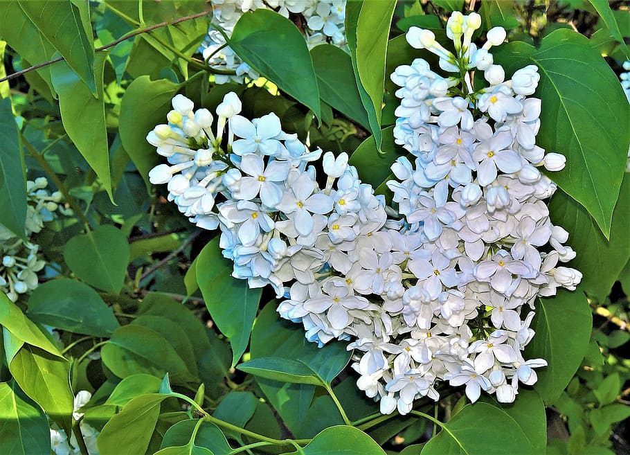 purple lilac flowers in close-up photography, plant, tree, bush HD wallpaper
