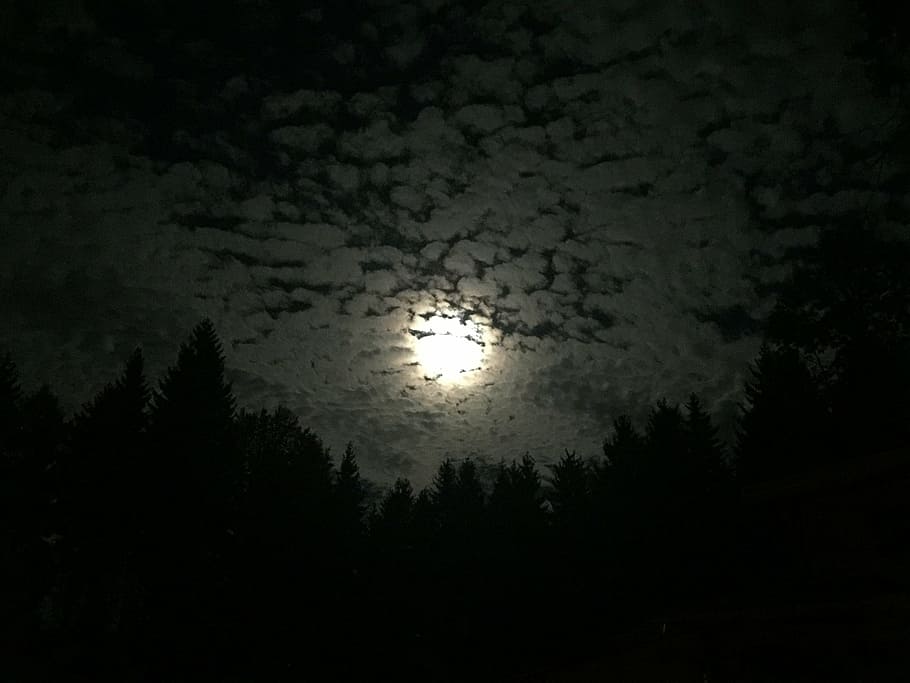 moon, night, forest, weird, full moon, clouds, tree, plant HD wallpaper